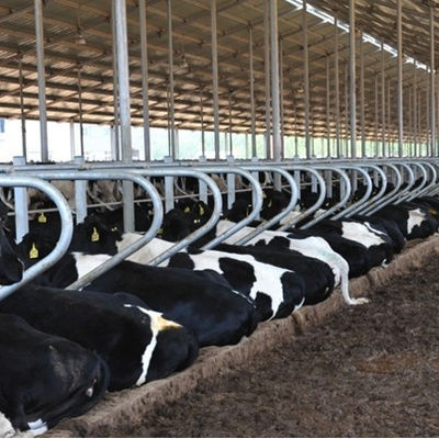 地元のサービス場所 牛乳栽培機器のソリューションに使用される溶接プロセスはありません