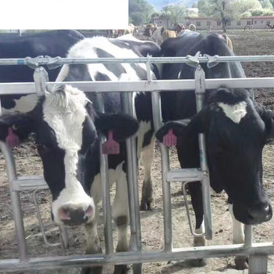 乳牛 羊 馬 鶏 鶏 養殖 用 飼料 設備